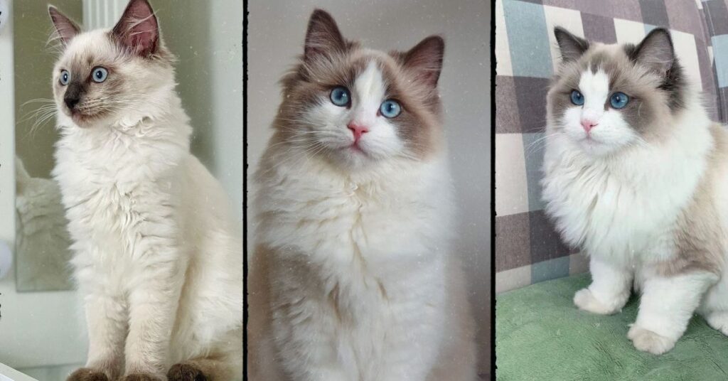 Ragdoll Cat