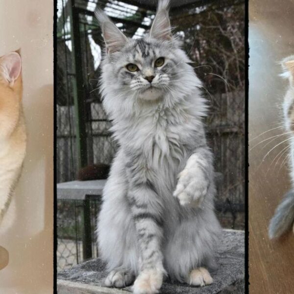 Top 10 Cat Breeds in the World