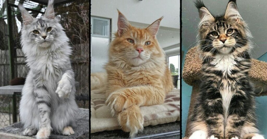 Maine Coon